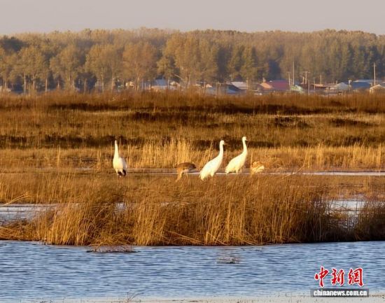 �ؚw�QȺ�ġ�С��(����)�����˰��QȺ�w�����r �z