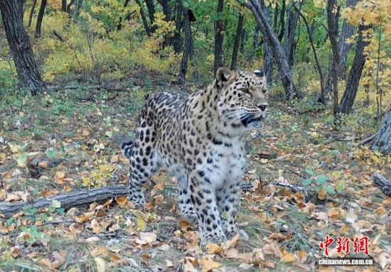 2025���ږ|��������(gu��)�ҹ��@�Ĕz�Ė|������(��ҕ��ý���D)