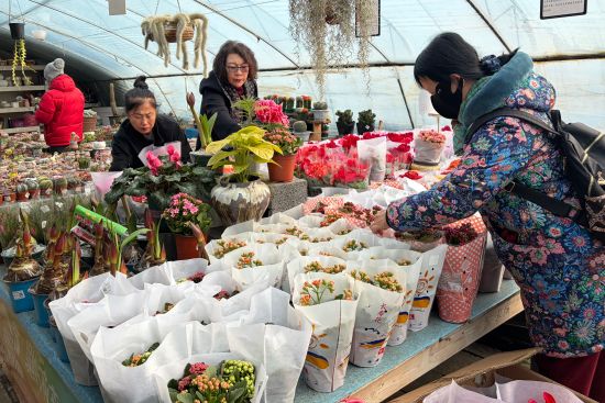 市民購(gòu)買年宵花 市民購(gòu)買年宵花